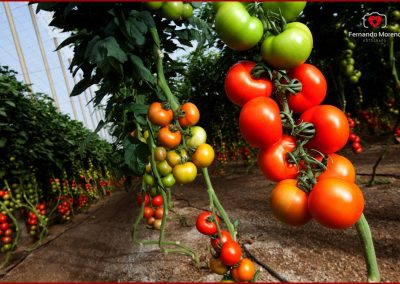 Fotografias de tomates